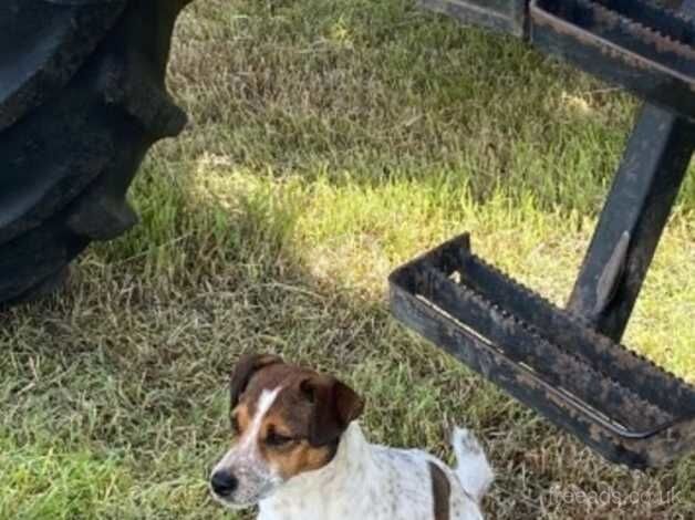 Gorgeous Jack Russell pups for sale in Wellington, Somerset