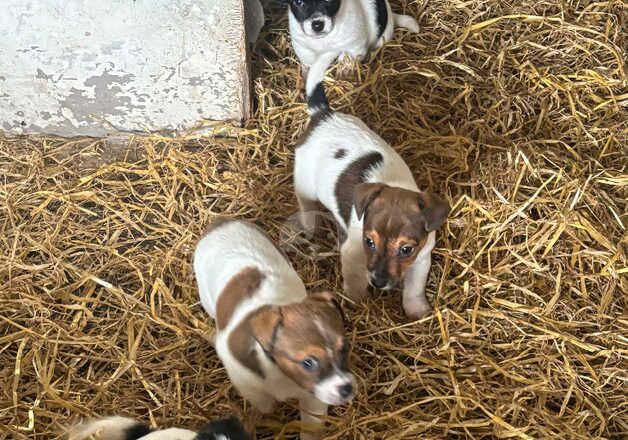 Gorgeous Jack Russell terrier pups ready now boys only for sale in Royal Leamington Spa, Warwickshire