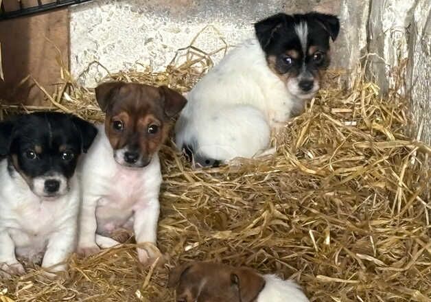 Gorgeous Jack Russell terrier pups ready now boys only for sale in Royal Leamington Spa, Warwickshire - Image 2