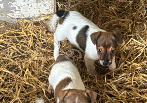 Gorgeous Jack Russell terrier pups ready now boys only for sale in Royal Leamington Spa, Warwickshire - Image 3