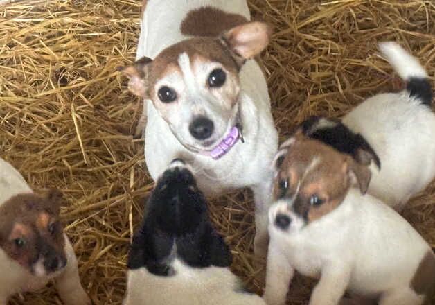 Gorgeous Jack Russell terrier pups ready now boys only for sale in Royal Leamington Spa, Warwickshire - Image 4