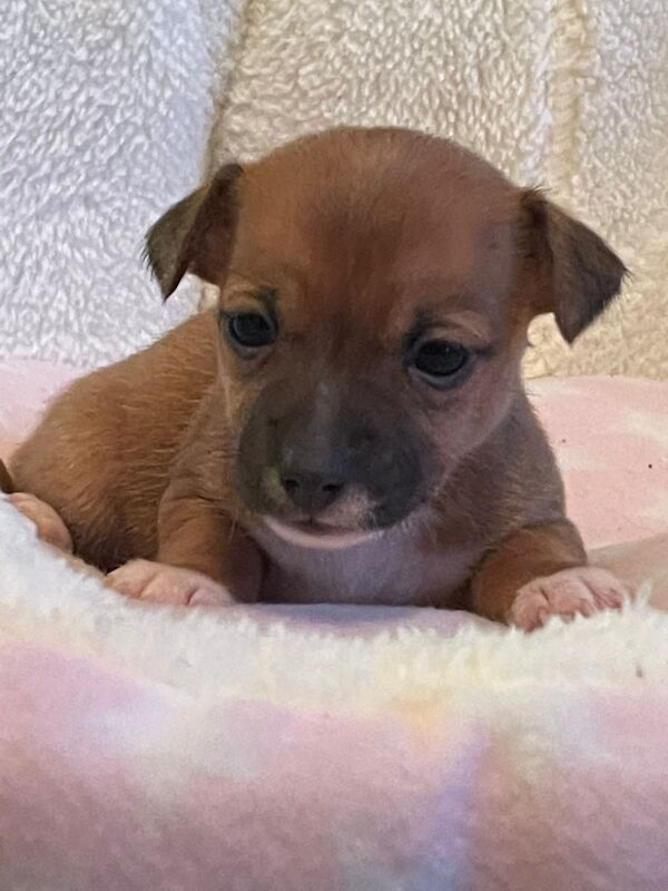 Gorgeous Mini Jack Russell Puppies ready now for sale in Ilkeston, Derbyshire - Image 3