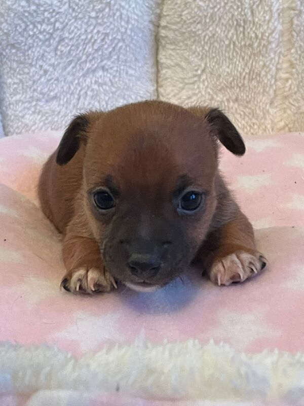 Gorgeous Mini Jack Russell Puppies ready now for sale in Ilkeston, Derbyshire - Image 4