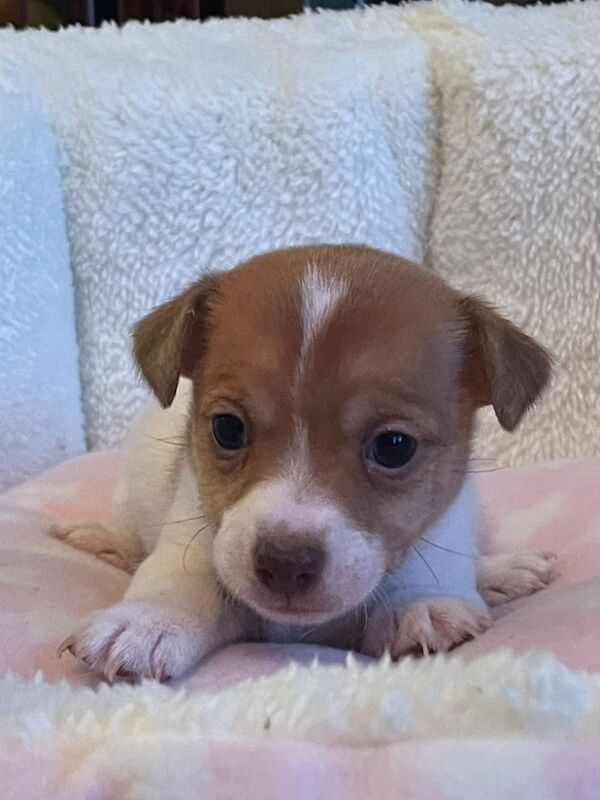 Gorgeous Mini Jack Russell Puppies ready now for sale in Ilkeston, Derbyshire - Image 5