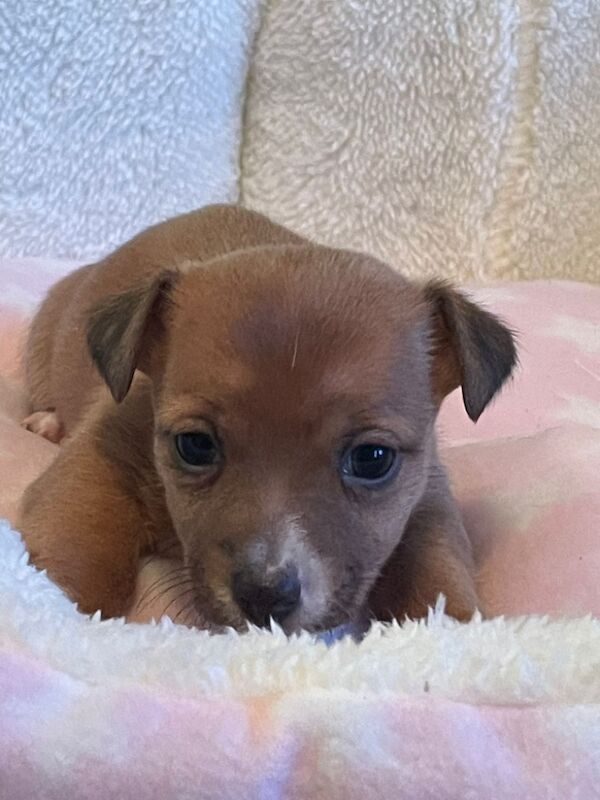 Gorgeous Mini Jack Russell Puppies ready now for sale in Ilkeston, Derbyshire - Image 6