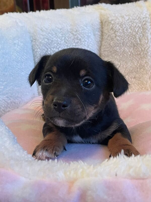 Gorgeous Mini Jack Russell Puppies ready now for sale in Ilkeston, Derbyshire - Image 7