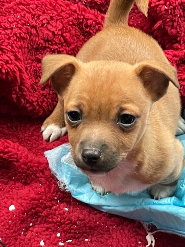 Gorgeous Mini Jack Russell Puppies ready now for sale in Ilkeston, Derbyshire - Image 8