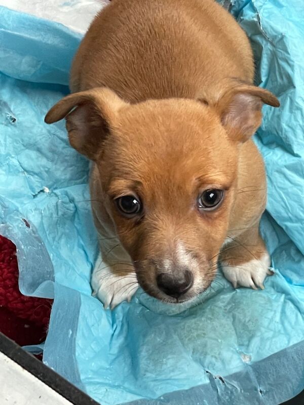 Gorgeous Mini Jack Russell Puppies ready now for sale in Ilkeston, Derbyshire - Image 9