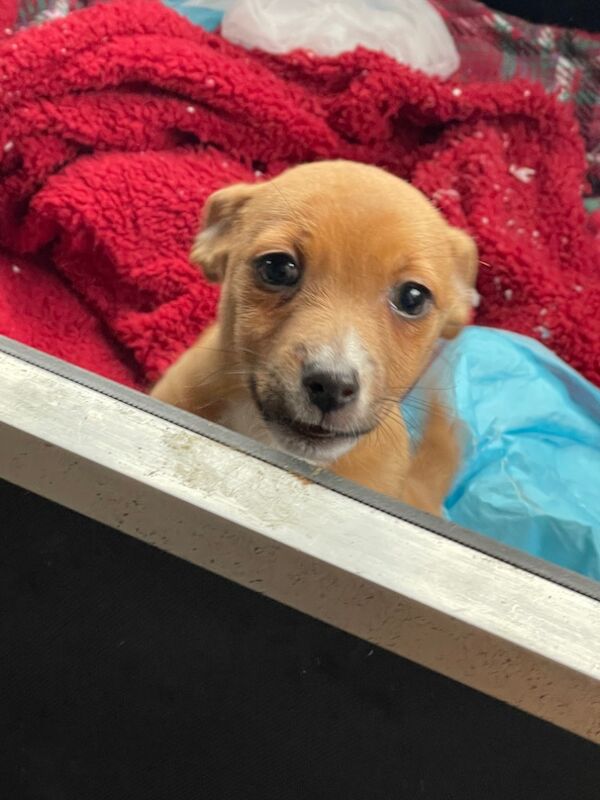 Gorgeous Mini Jack Russell Puppies ready now for sale in Ilkeston, Derbyshire - Image 10