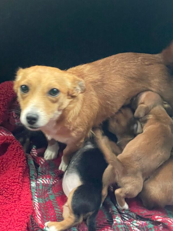 Gorgeous Mini Jack Russell Puppies ready now for sale in Ilkeston, Derbyshire - Image 12