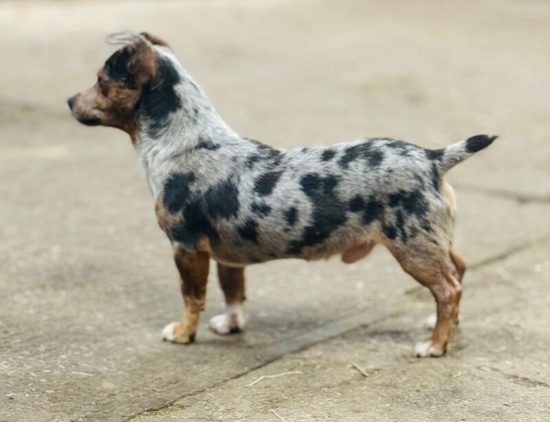 Gorgeous Mini Jack Russell Puppies ready now for sale in Ilkeston, Derbyshire - Image 14