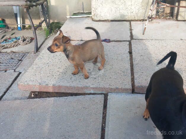 Gorgeous miniature jack russel puppies for sale in Glasgow, Glasgow City - Image 5