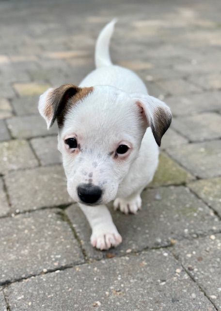 Gorgeous short legged Jack Russell male puppy for sale in Ipswich, Suffolk