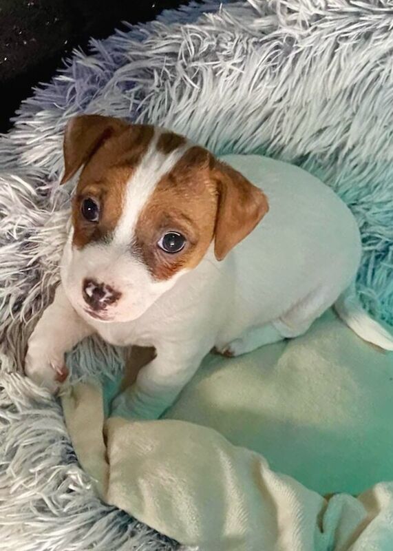 Gorgeous short legged Jack Russell puppies for sale in Ipswich, Suffolk