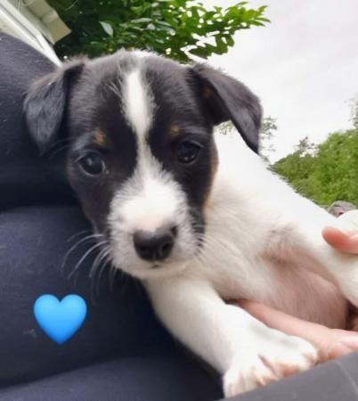 Gorgeous Traditional Jack Russell Puppies for sale in Todmorden, West Yorkshire