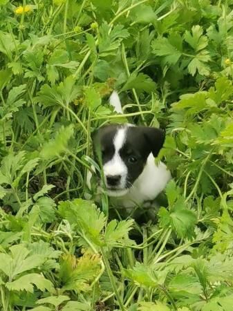 Gorgeous Traditional Jack Russell Puppies for sale in Todmorden, West Yorkshire - Image 2