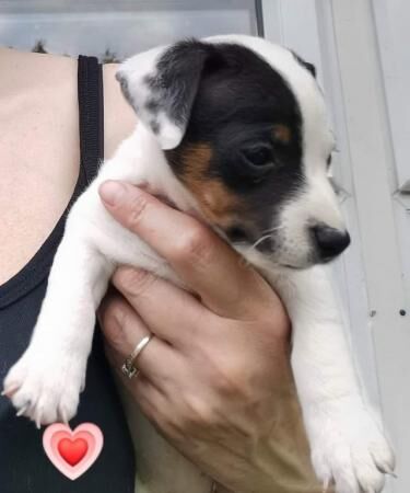 Gorgeous Traditional Jack Russell Puppies for sale in Todmorden, West Yorkshire - Image 3