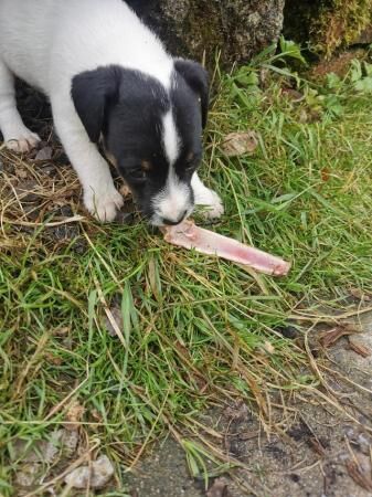 Gorgeous Traditional Jack Russell Puppies for sale in Todmorden, West Yorkshire - Image 4