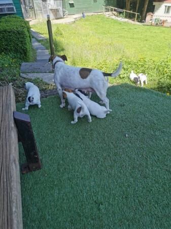 Gorgeous Traditional Jack Russell Puppies for sale in Todmorden, West Yorkshire - Image 5
