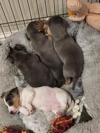 GorgeousJack Russells pups for sale in West Sussex - Image 2