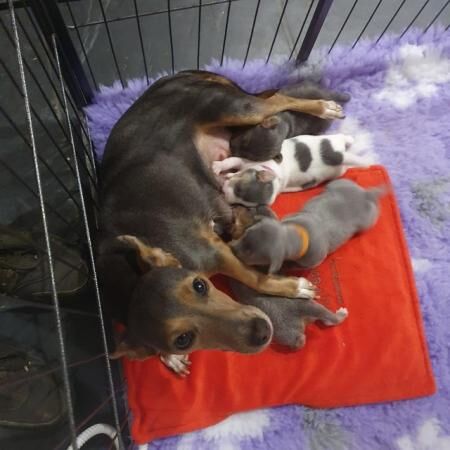 GorgeousJack Russells pups for sale in West Sussex - Image 3