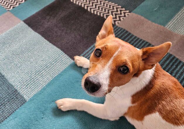 Harley 2 year old Jack Russell Male for sale in Shrewsbury, Shropshire