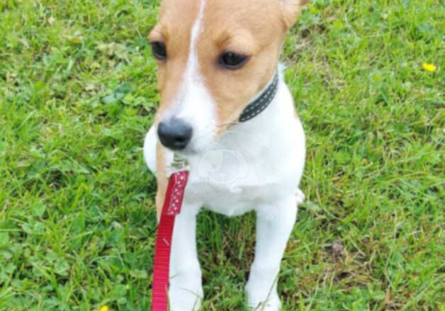 Harley 2 year old Jack Russell Male for sale in Shrewsbury, Shropshire - Image 3