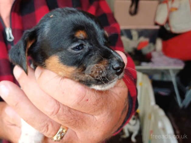 Here I have a litter of Jack Russel pups for sale in Swindon, Staffordshire