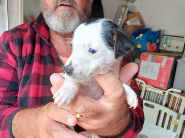 Here I have a litter of Jack Russel pups for sale in Swindon, Staffordshire - Image 2