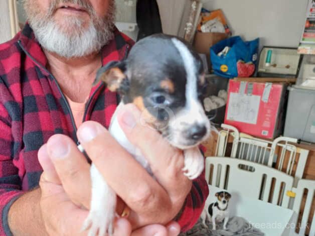 Here I have a litter of Jack Russel pups for sale in Swindon, Staffordshire - Image 3