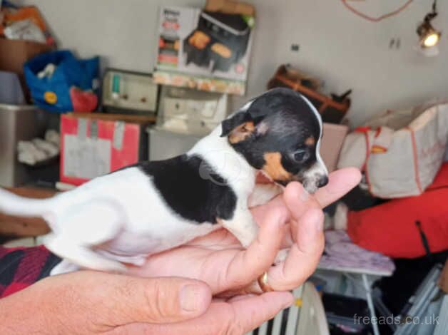 Here I have a litter of Jack Russel pups for sale in Swindon, Staffordshire - Image 4