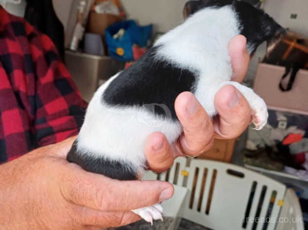 Here I have a litter of Jack Russel pups for sale in Swindon, Staffordshire - Image 5