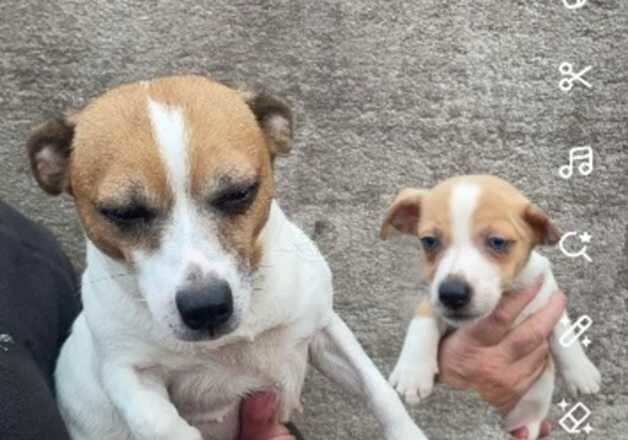 Here I have my beautiful jack Russel pups for sale in Bridgnorth, Shropshire