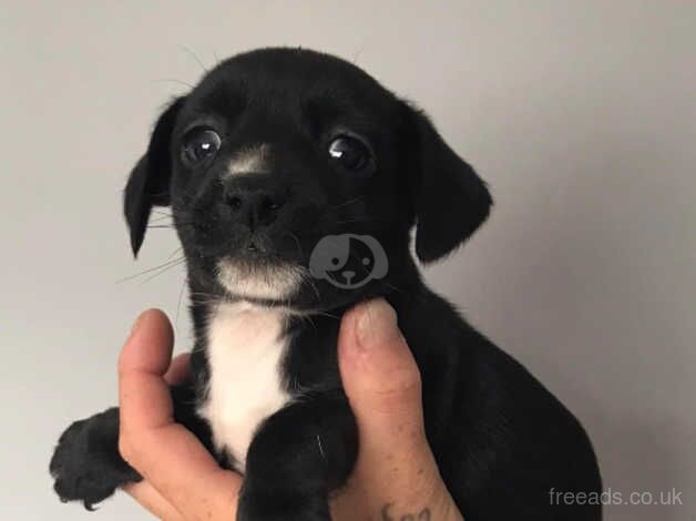 I have a jackrussle boy for sale in Bristol - Image 1