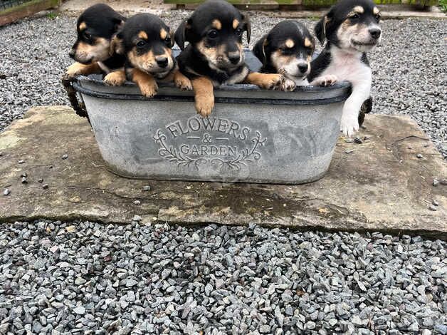 JACJ RUSSELL PUPS for sale in Brecon/Aberhonddu, Powys