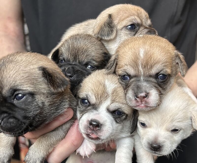 Jack chi puppies for sale in Rhyl, Denbighshire