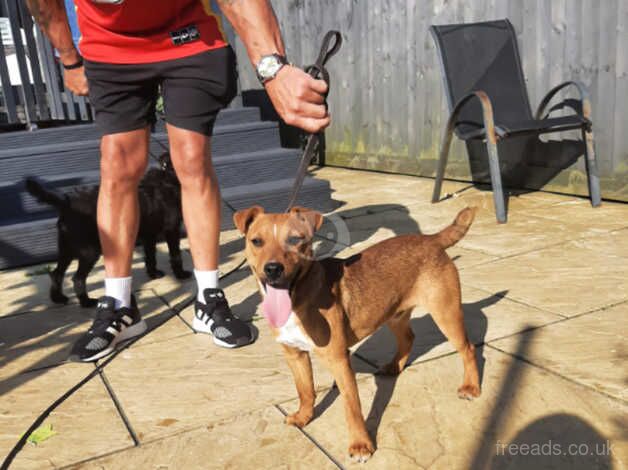 Jack cross patterdale for sale in Bridgend