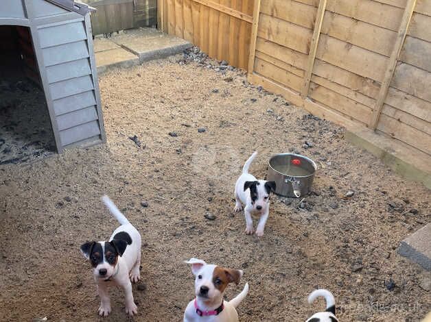 Jack Russells for sale in Taunton, Somerset