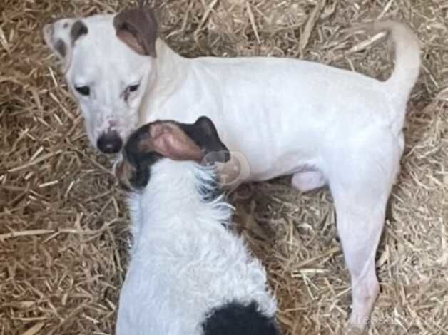 Jack Russell Puppies for sale in Somerset