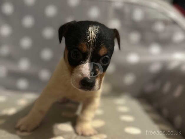 Jack pups for sale in Lincoln, Lincolnshire - Image 4