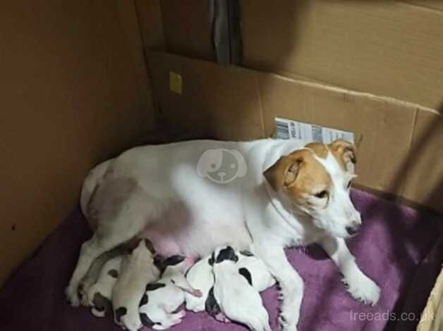 Jack Rusell puppies for sale in Wolverhampton, West Midlands