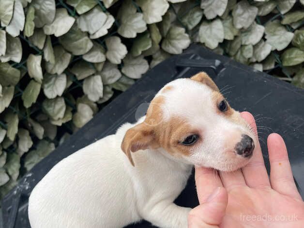 Jack Russal Puppies for sale in Doncaster, South Yorkshire - Image 1