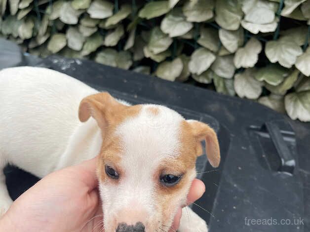 Jack Russal Puppies for sale in Doncaster, South Yorkshire - Image 2