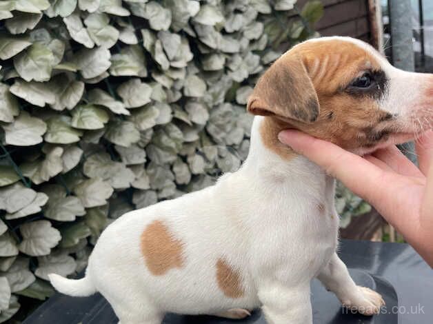 Jack Russal Puppies for sale in Doncaster, South Yorkshire - Image 3