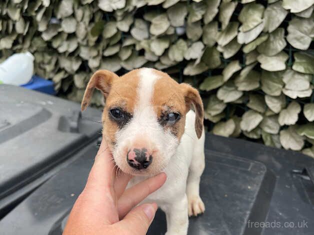 Jack Russal Puppies for sale in Doncaster, South Yorkshire - Image 4