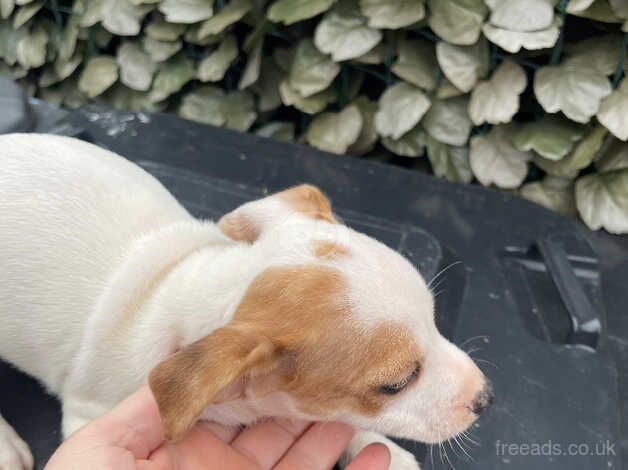 Jack Russal Puppies for sale in Doncaster, South Yorkshire - Image 5