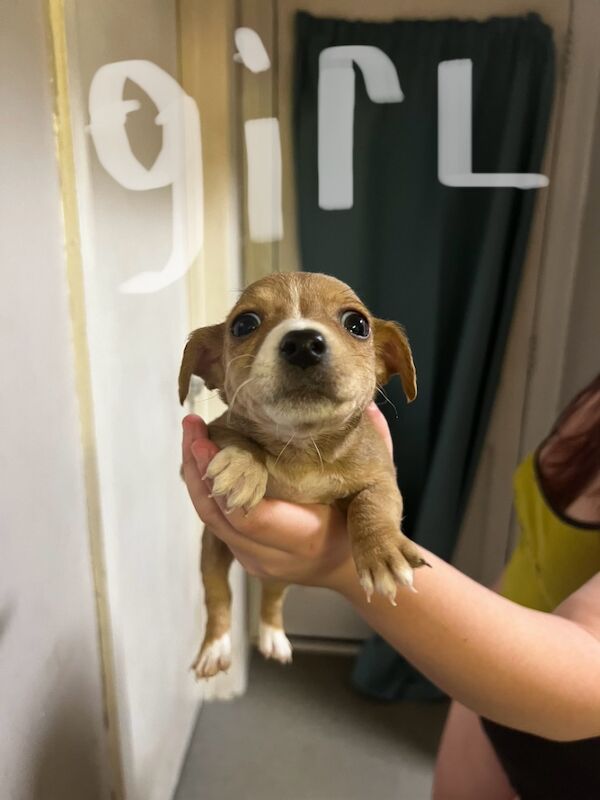 Jack russel for sale in Pontypridd, Rhondda Cynon Taf - Image 2