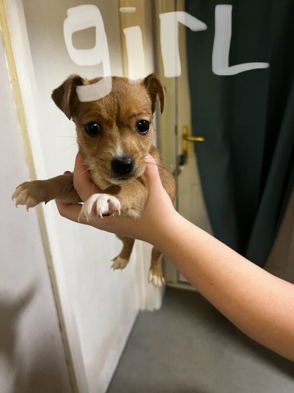 Jack russel for sale in Pontypridd, Rhondda Cynon Taf - Image 3