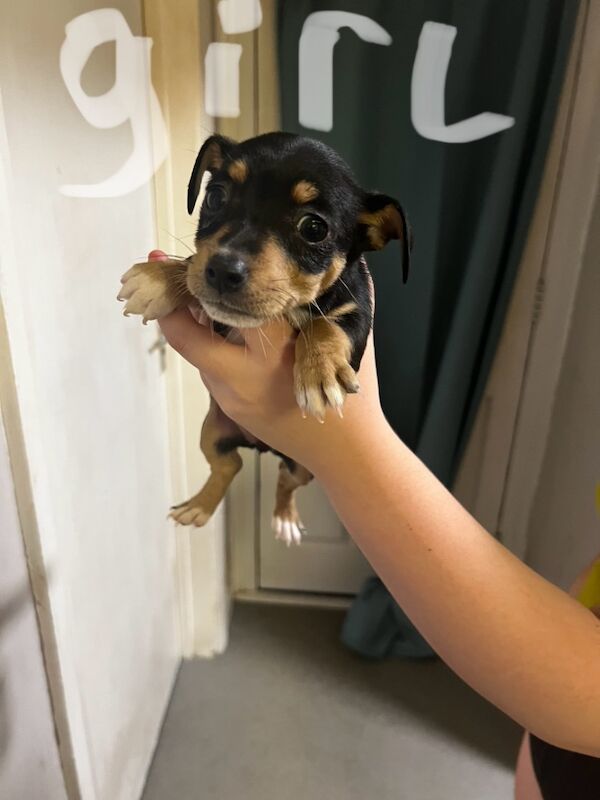 Jack russel for sale in Pontypridd, Rhondda Cynon Taf - Image 4