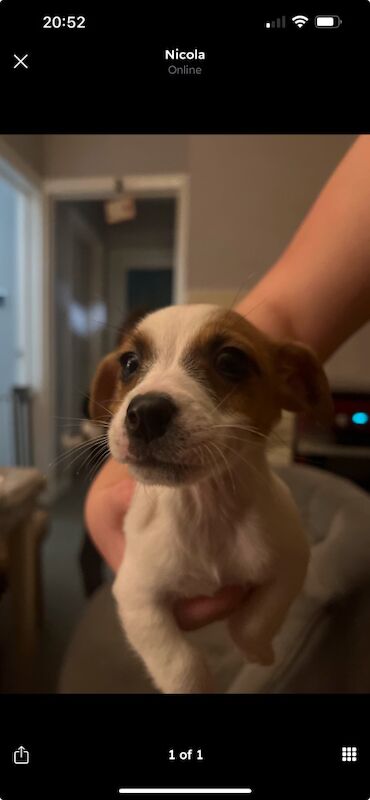 Jack russel for sale in Pontypridd, Rhondda Cynon Taf - Image 5